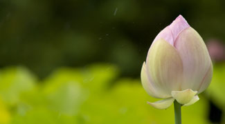 margi lotus